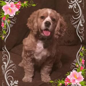Meet your Posher, Misty